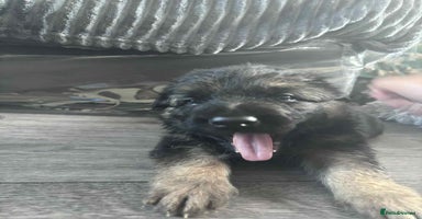 German Shepherd dogs - Advert 12