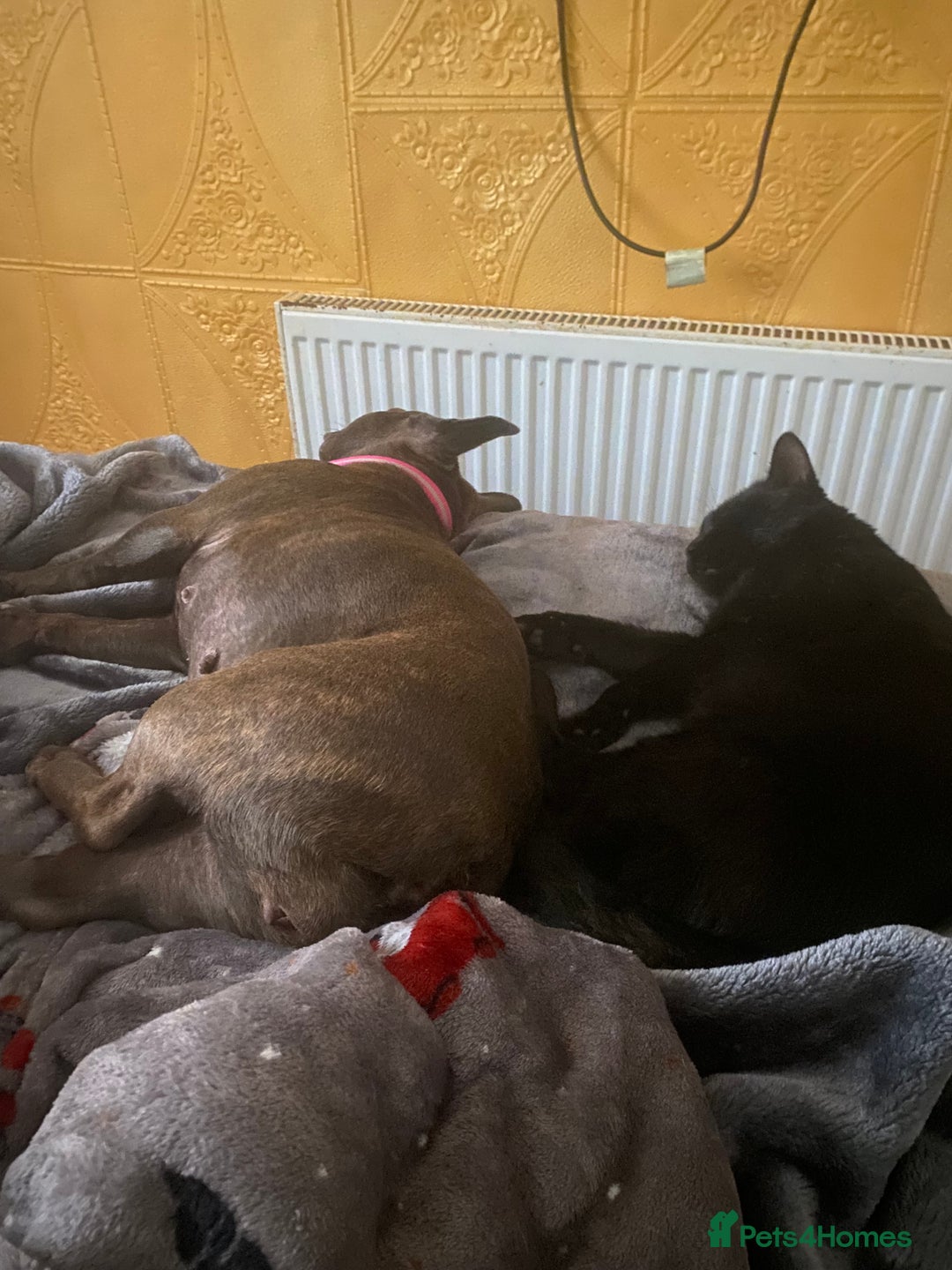 French Bulldog dogs for sale: French bulldog age 4 - Image 2