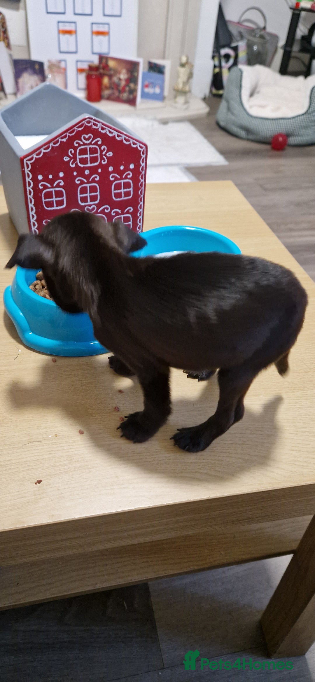 Patterdale Terrier dogs for sale: 1 year old Male Patterdale - Image 8
