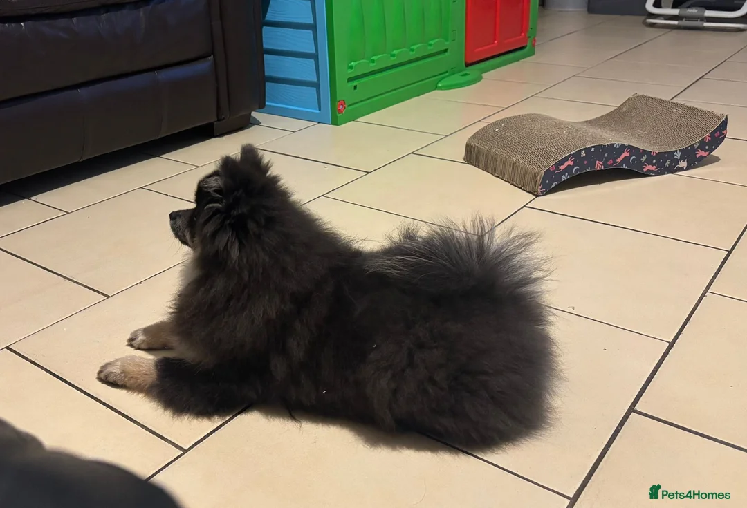 Pomeranian dogs for sale: Last kc reg girl available 5 half months old  ❤️ - Advert 8