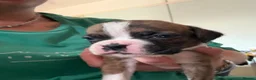 Boxer dogs for sale: Gorgeous K.C boxer pups for sale - Advert 14