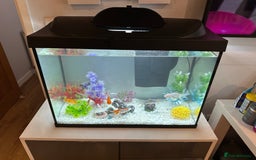 Goldfish fish for sale: Tetra Starter Line 80L LED Fish Tank - Image 2