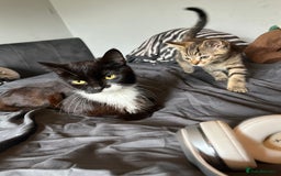 British Shorthair cats for sale: Tabby kitten  - Image 8