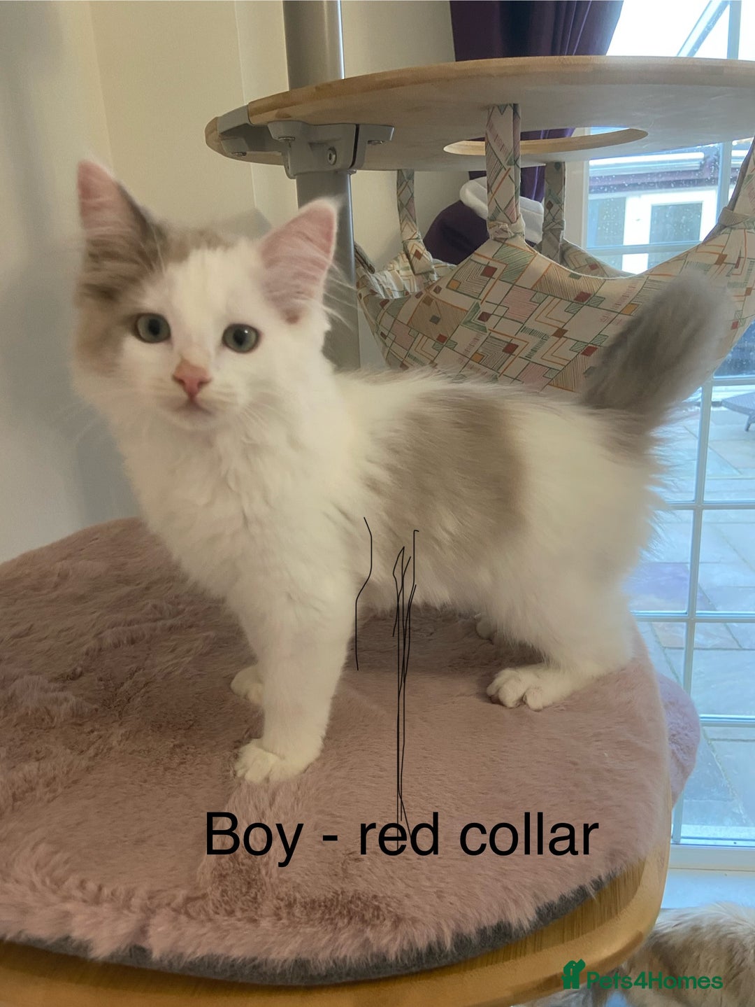 Ragdoll cats for sale: TICA ragdolls cherubim mink sepia solid tabby - Advert 7