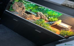 Bearded Dragon reptiles for sale: Bearded Dragon and full set up  - Image 2