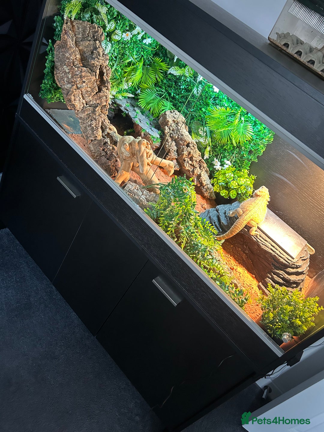 Bearded Dragon reptiles for sale: Bearded Dragon and full set up  - Image 2