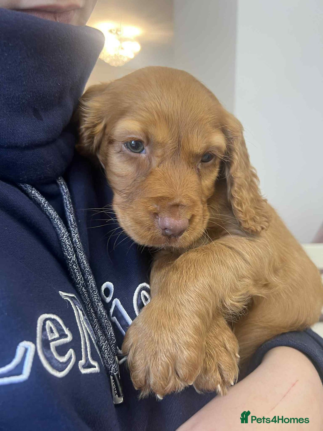 Cocker Spaniel dogs for sale: Gorgeous KC cocker spaniel puppies  - Advert 32