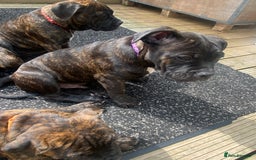 Mixed Breed dogs for sale: Old tyme bulldog in Shotts - Image 24