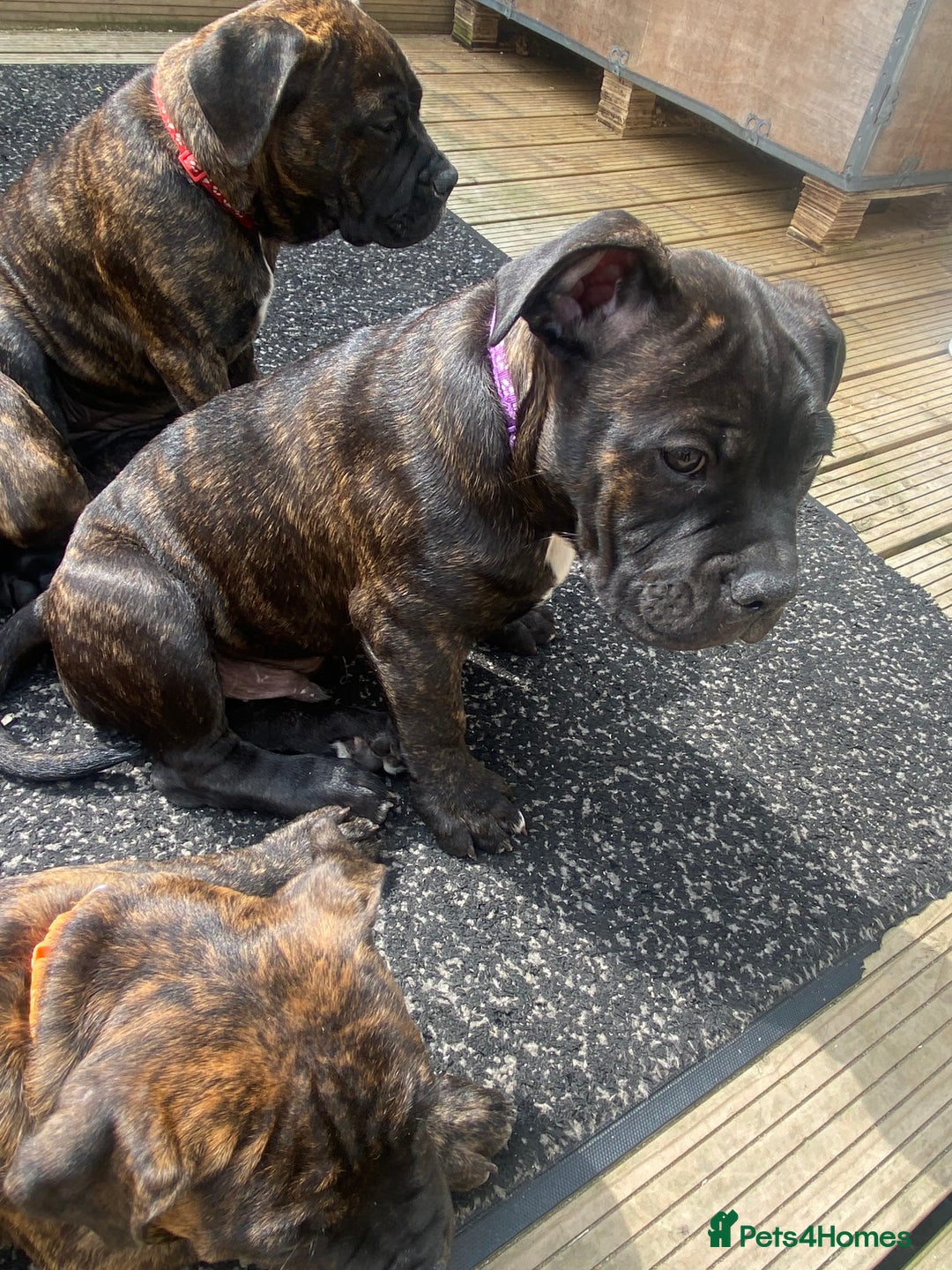 Mixed Breed dogs for sale: Old tyme bulldog in Shotts - Image 24