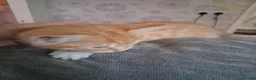 Mixed Breed cats for sale: 5. 8 weeks old kittens in Leicester - Advert 2