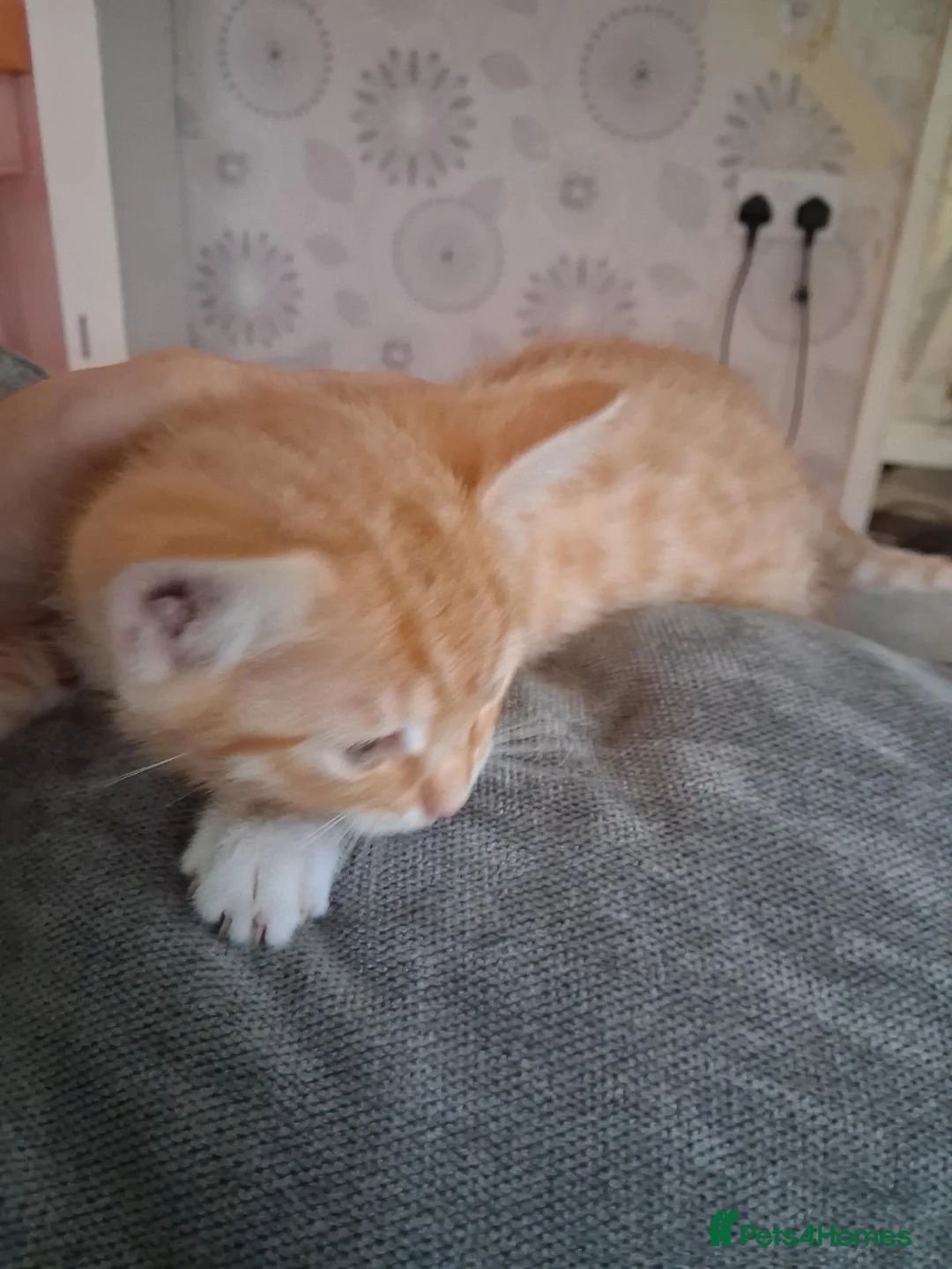 Mixed Breed cats for sale: 5. 8 weeks old kittens in Leicester - Advert 2