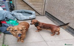 Mixed Breed dogs for adoption: 💖🐶 SANDY 🐶💖 - Image 22