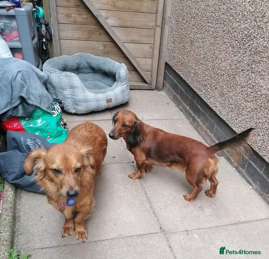 Mixed Breed dogs for adoption: 💖🐶 SANDY 🐶💖 - Image 22