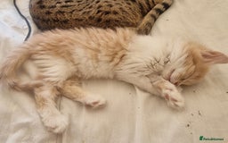 Mixed Breed cats for sale: Half norweigen forest cat 1/4 bengal 1/4 longhair - Image 20