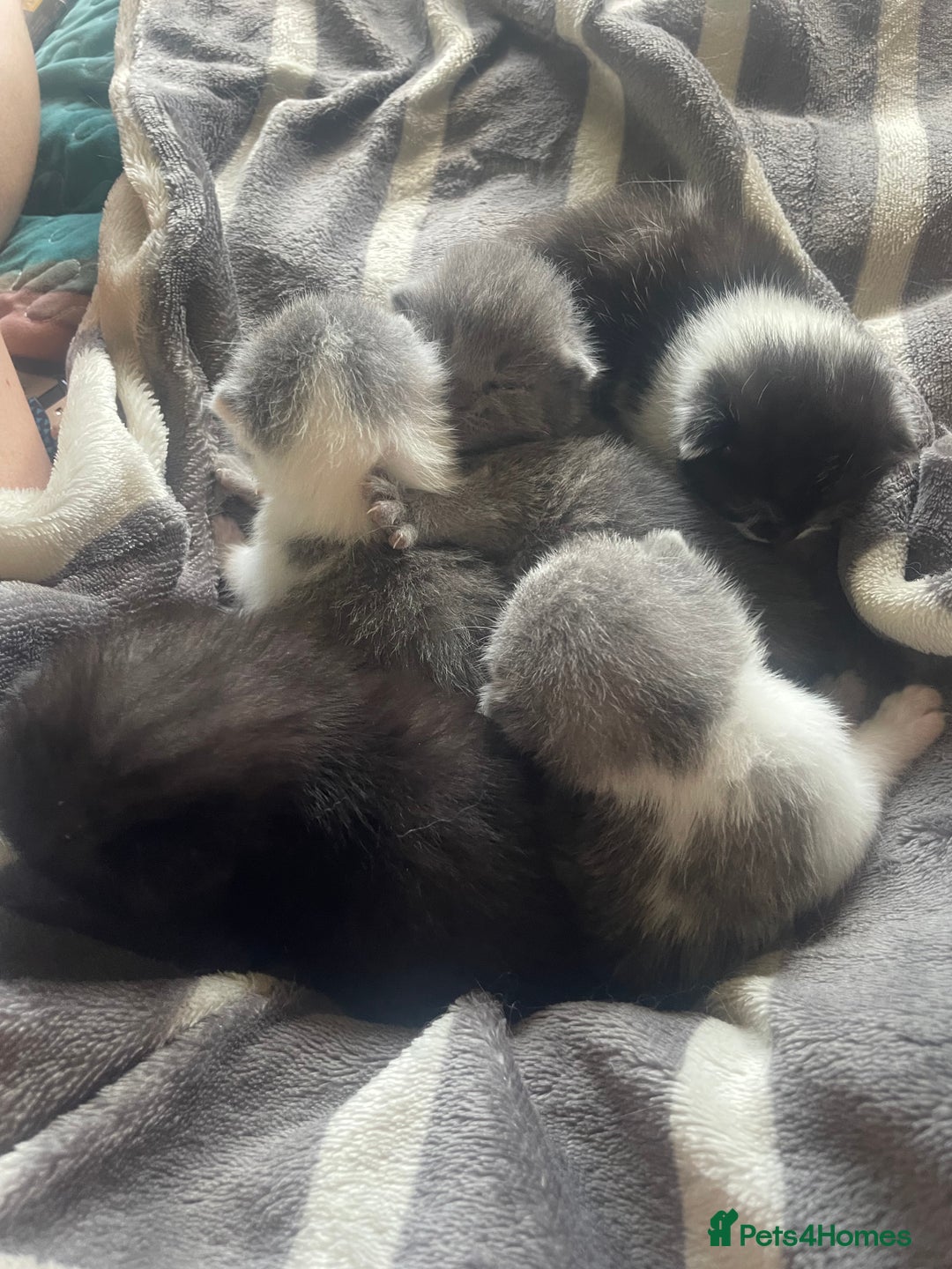 British Shorthair cats for sale: 5 kittens mixed litter 9 weeks old, ready now!  - Image 6