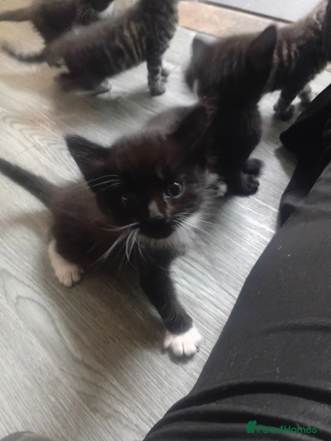 Bengal cats for sale: Gorgous kittens looking for furever homex - Advert 2