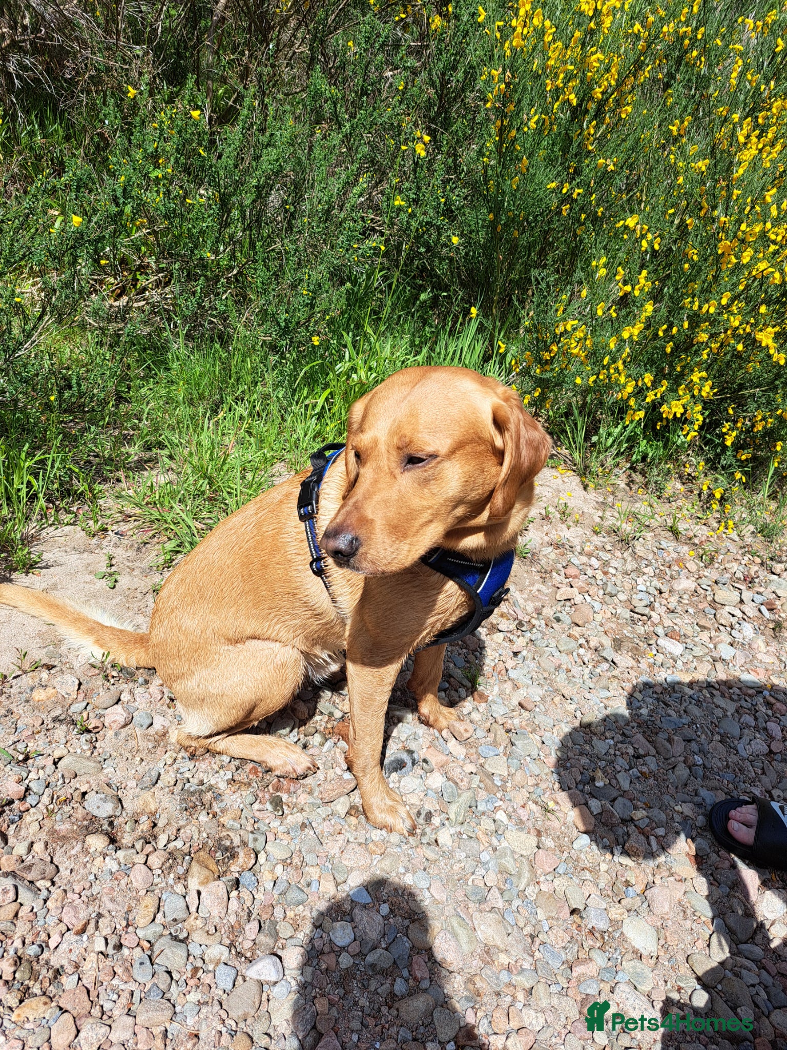 Labrador Retriever dogs for stud: STUD ONLY - Proven Fox Red Labrador  - Advert 5