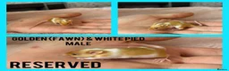 Mouse rodents for sale: Fancy mice  - Advert 16