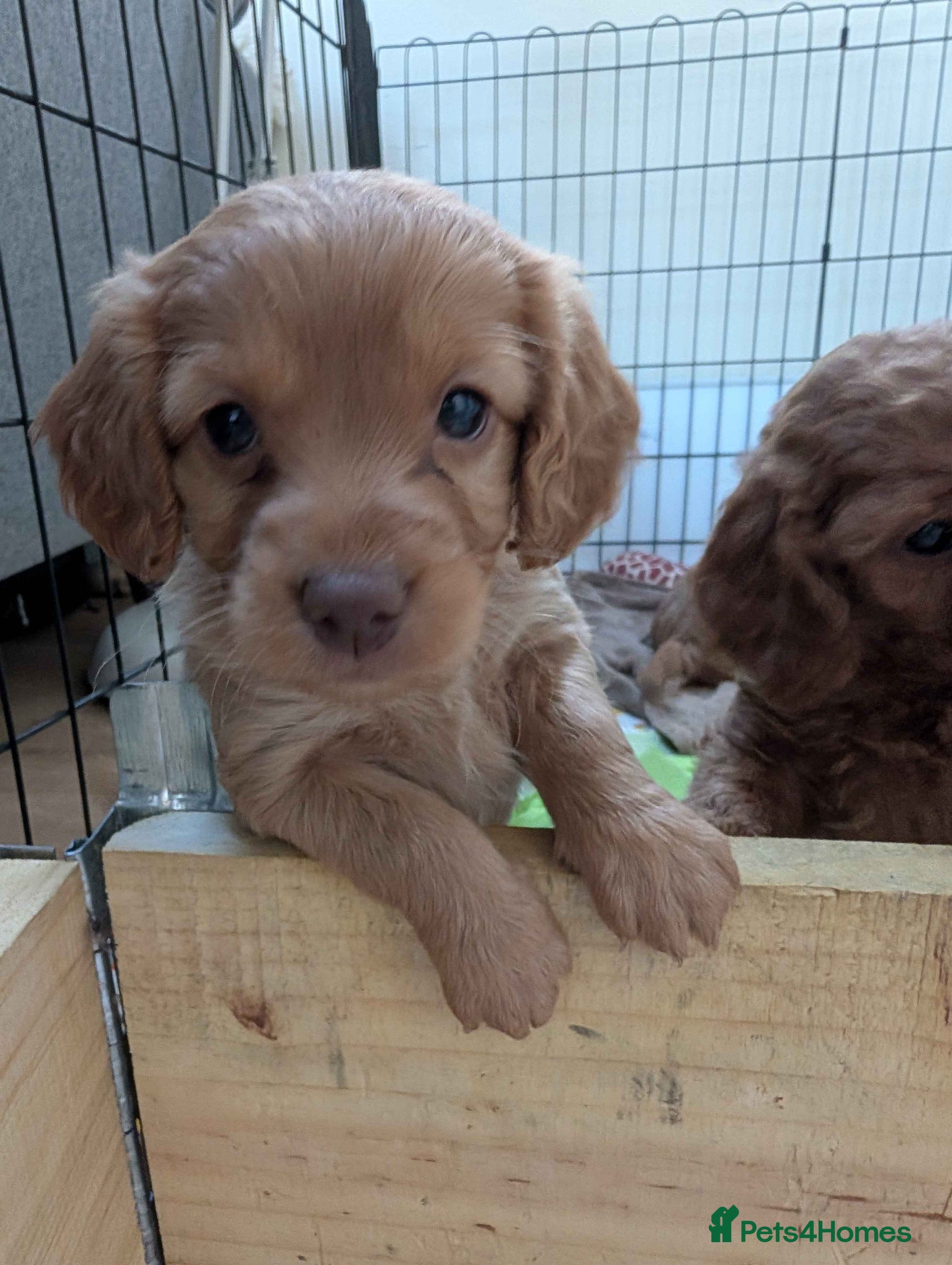 Cockapoo dogs Cockapoo Puppies (F2) - Advert 1