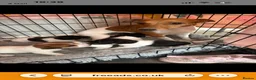 Jack Russell dogs for sale: 5 beautiful puppies  - Advert 7