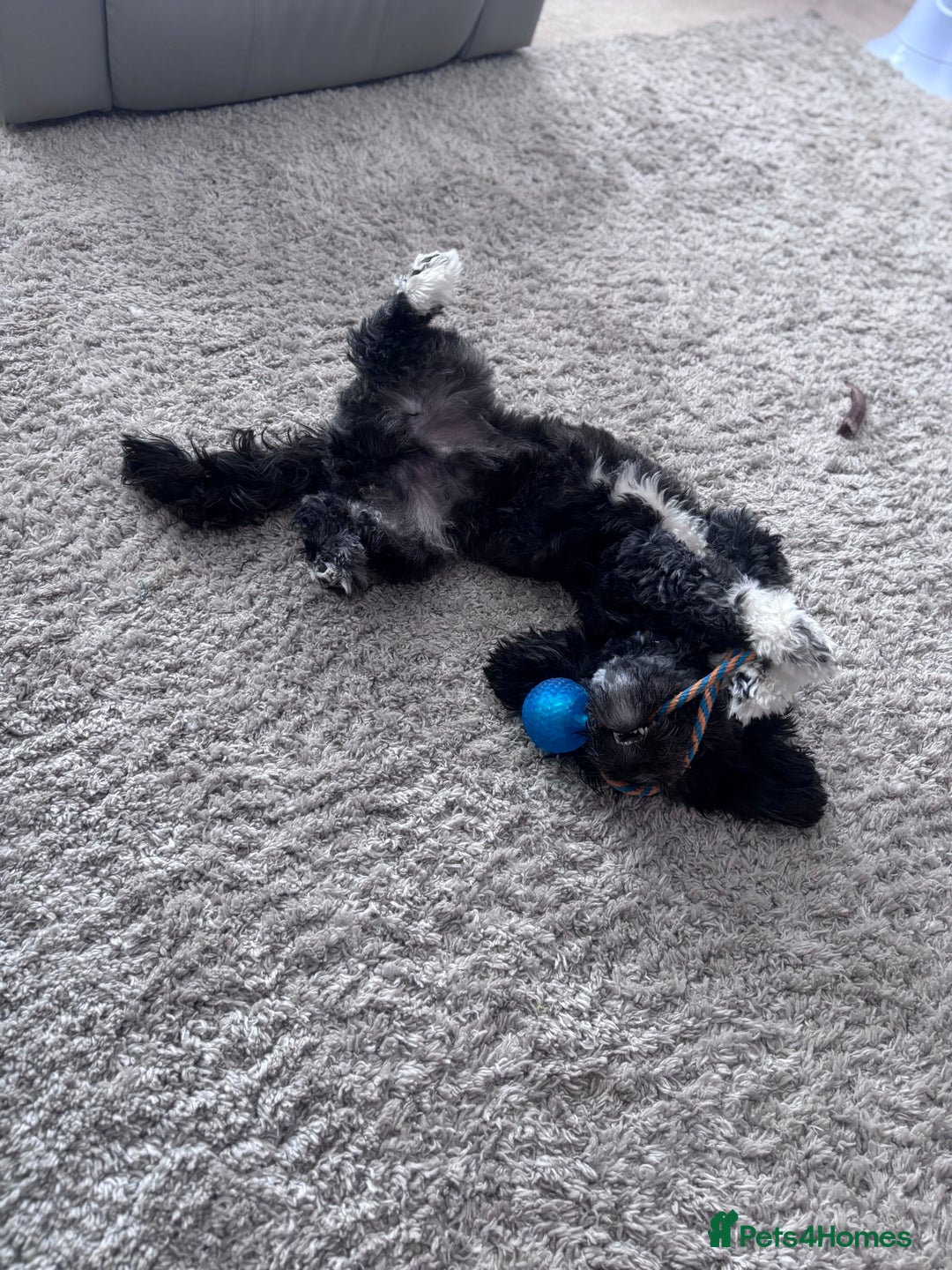 Mixed Breed dogs for sale: Bichon x havanese male 1 year old - Advert 8