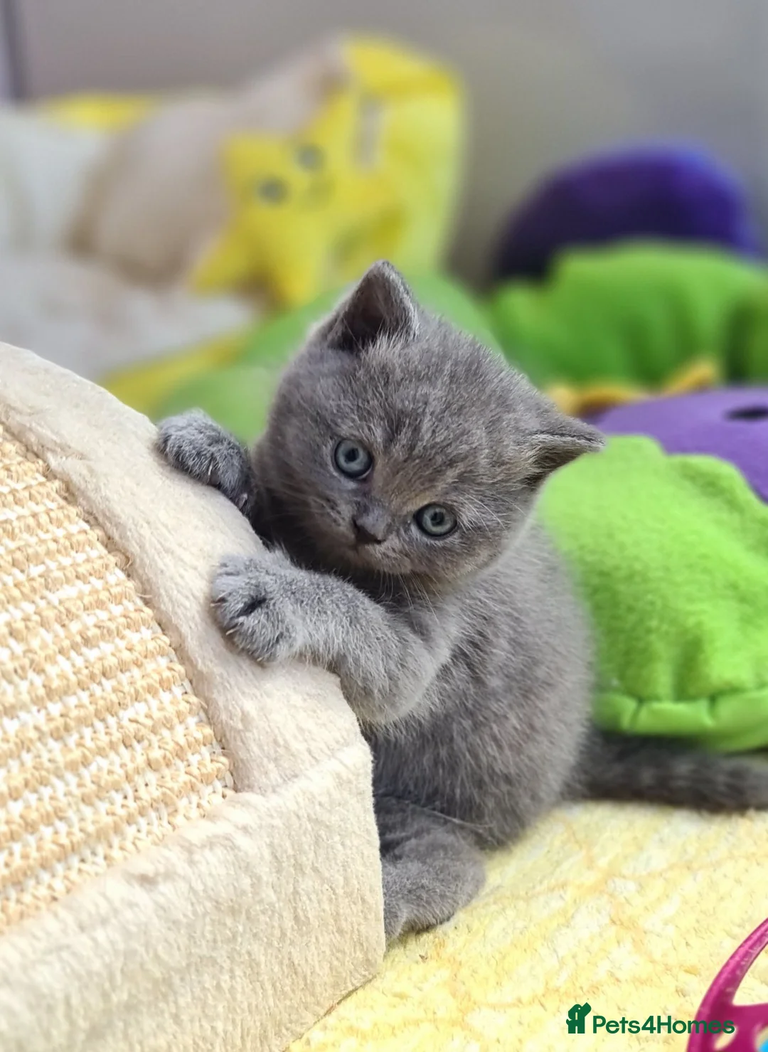 British Shorthair cats for sale: Full vaccination&Register GCCF BSH kittens 💝💙 - Advert 1