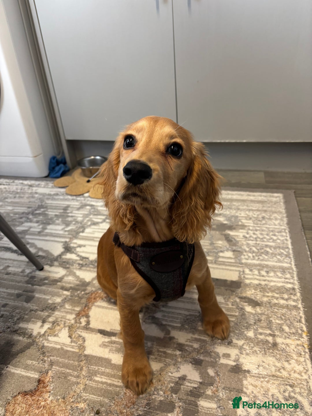 Cocker Spaniel dogs for sale: Cocker Spaniel  - Advert 3