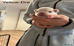 French Bulldog dogs for sale: 5 Beautiful French Bulldog Puppies  - Image 10