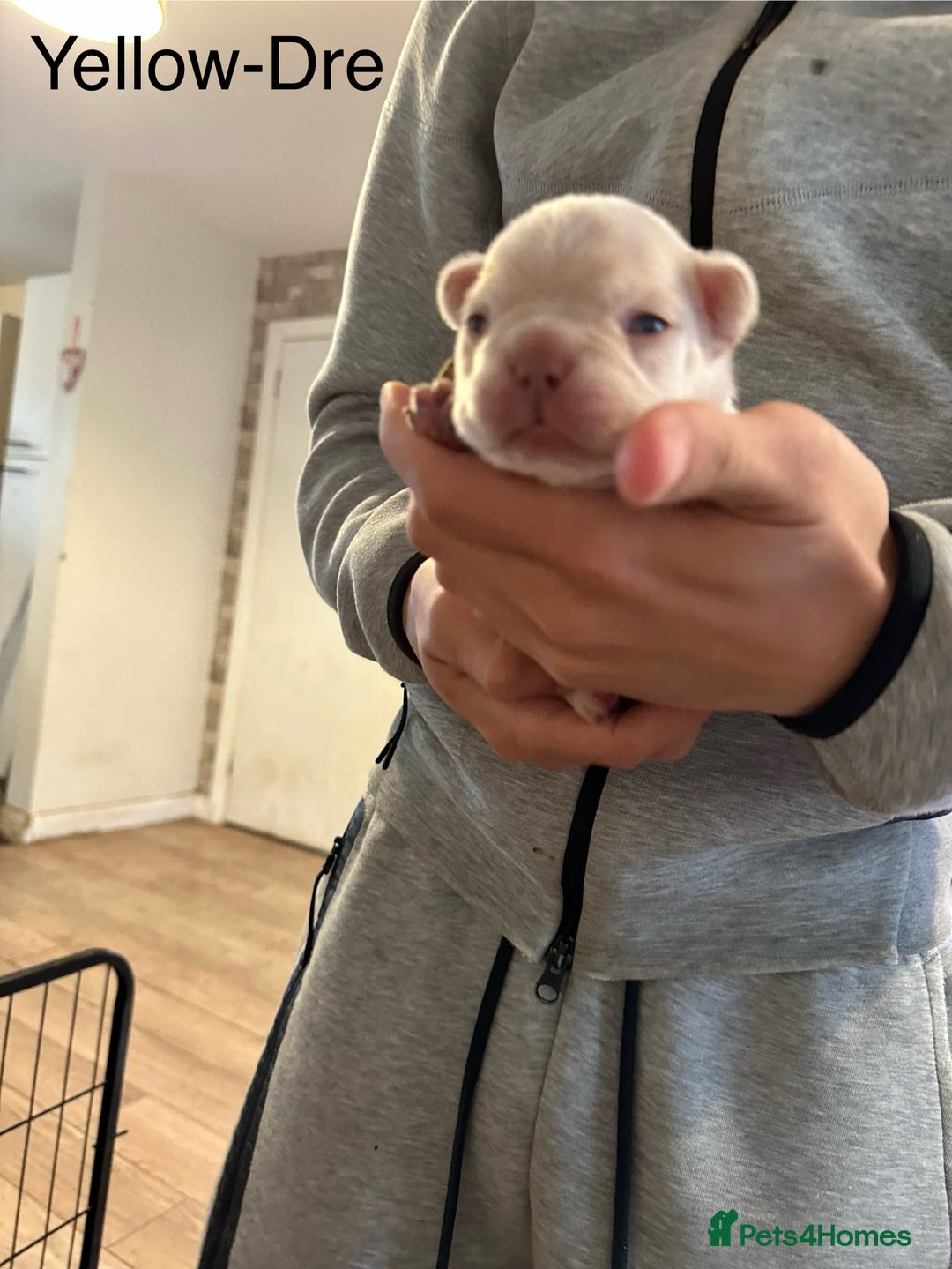 French Bulldog dogs for sale: 5 Beautiful French Bulldog Puppies  - Image 10