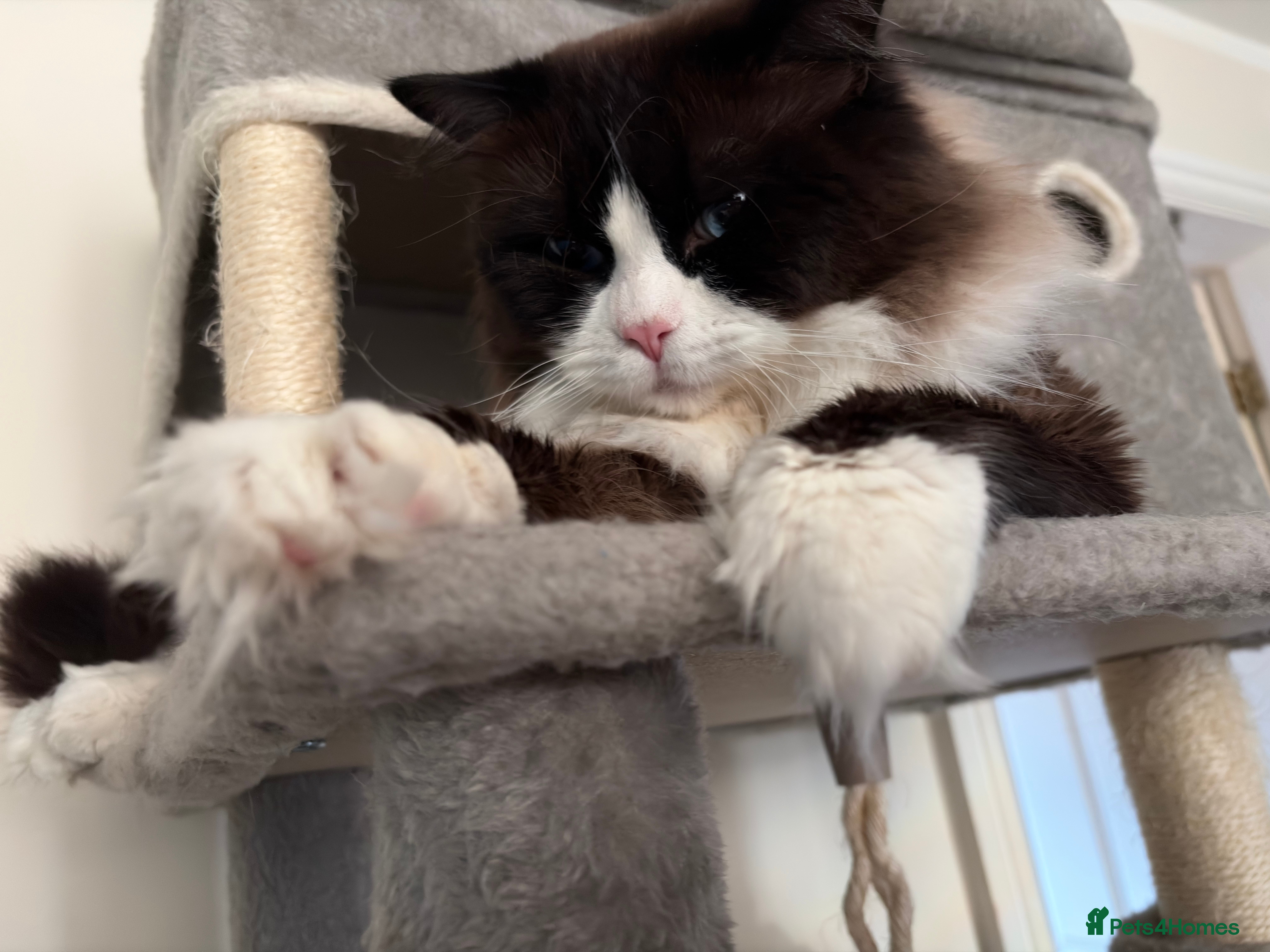 Ragdoll cats PROVEN-STUD ONLY Seal Bicolor-Mitted Max - Advert 15