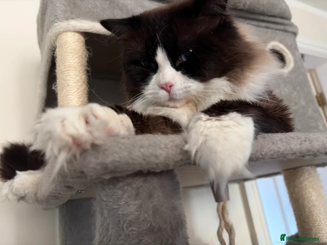 Mixed Breed cats for stud: PROVEN-STUD ONLY Seal Bicolor Max - Advert 1