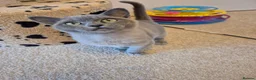 Burmese cats for sale: Gorgeous Pedigree Blue Female Burmese Kitten - Advert 10