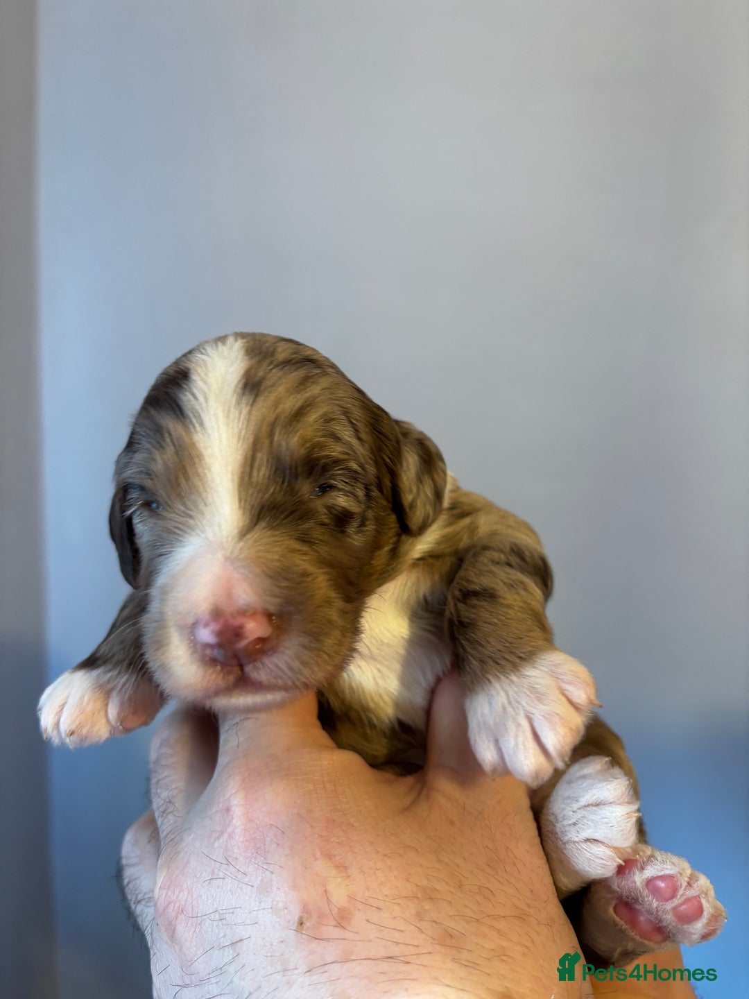 Sproodle dogs for sale: 🐾 Premium Sproodles - Merles & Stunning Parti 🐾 - Advert 15