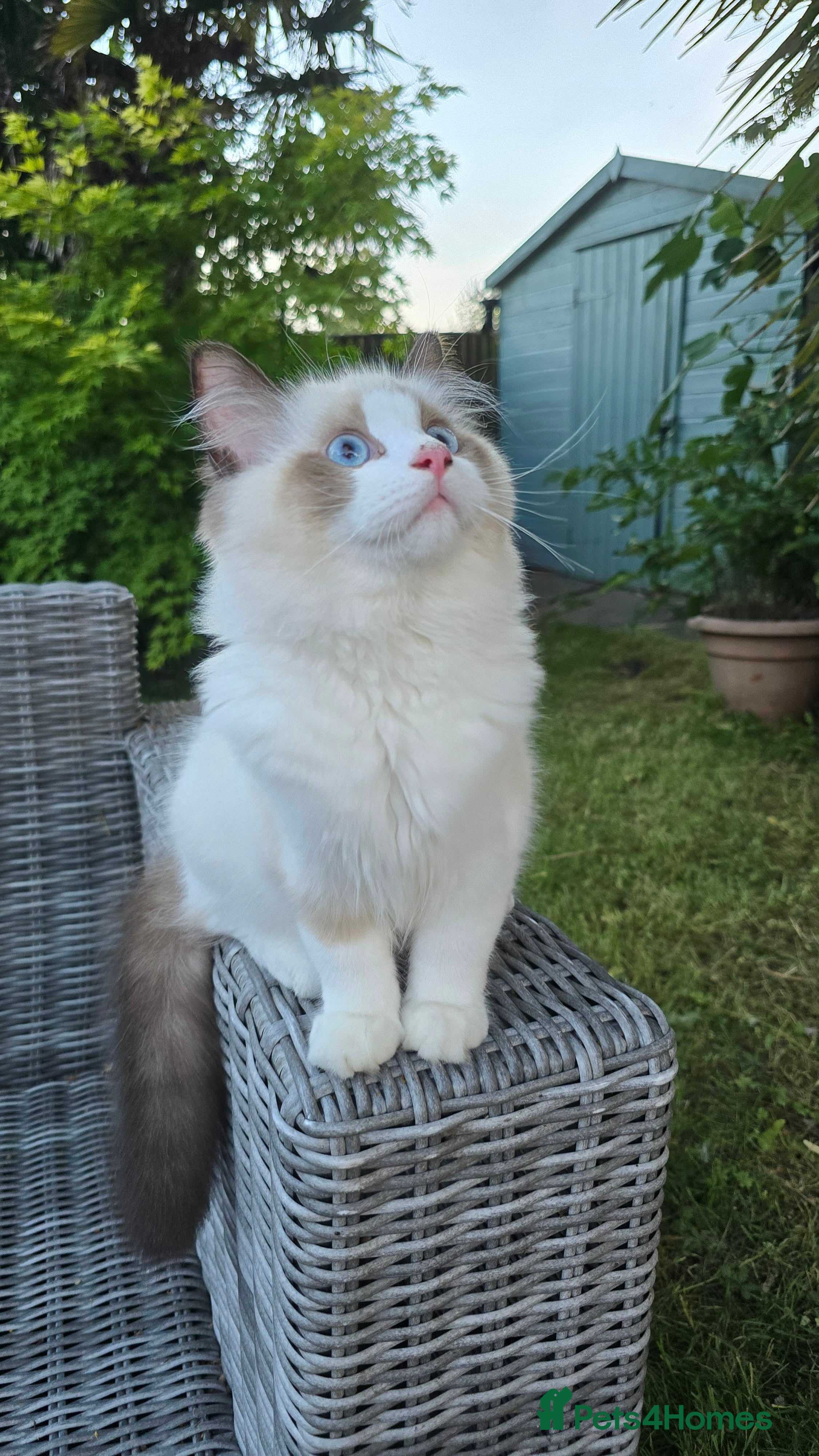 Ragdoll cats Rare European Long-Haired Ragdoll Kittens - Advert 2
