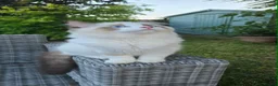 Ragdoll cats for sale: Rare European Long-Haired Ragdoll Kittens - Advert 8