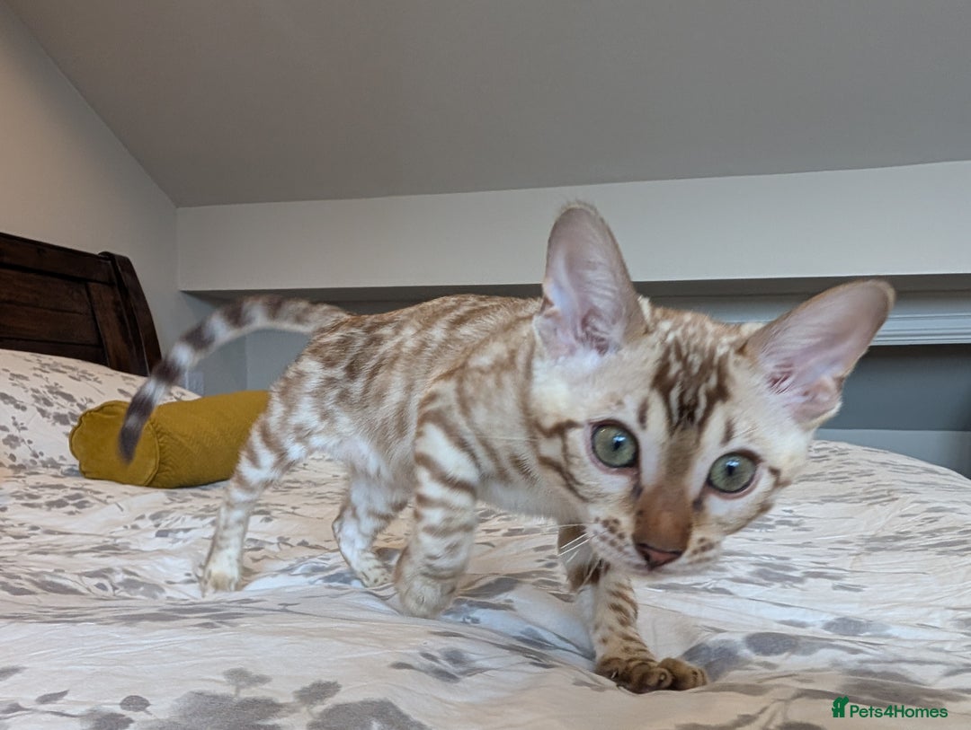 Bengal cats for sale: 🖤🤎🤍 Beautiful Bengal Kittens 🤍🤎🖤 in Barnoldswick - Image 6