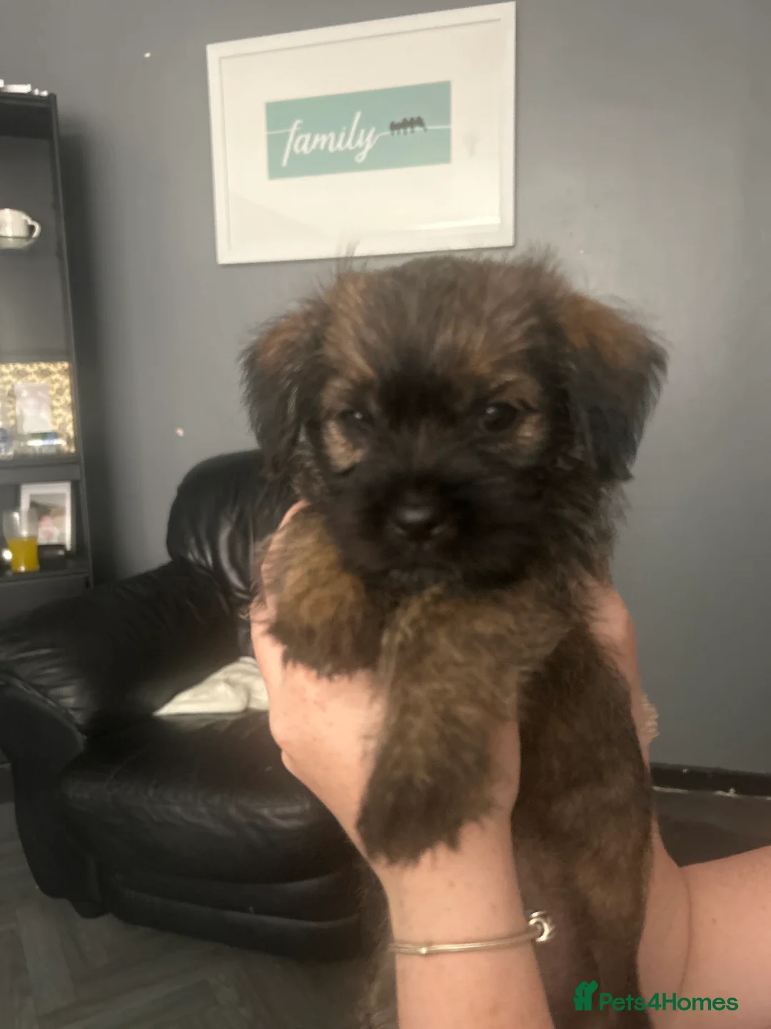 Mixed Breed dogs for sale: Boarder terrier x Shih tzu puppies for sale in Wrexham - Advert 2
