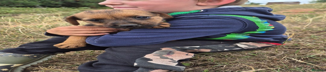 Mixed Breed Puppy 3