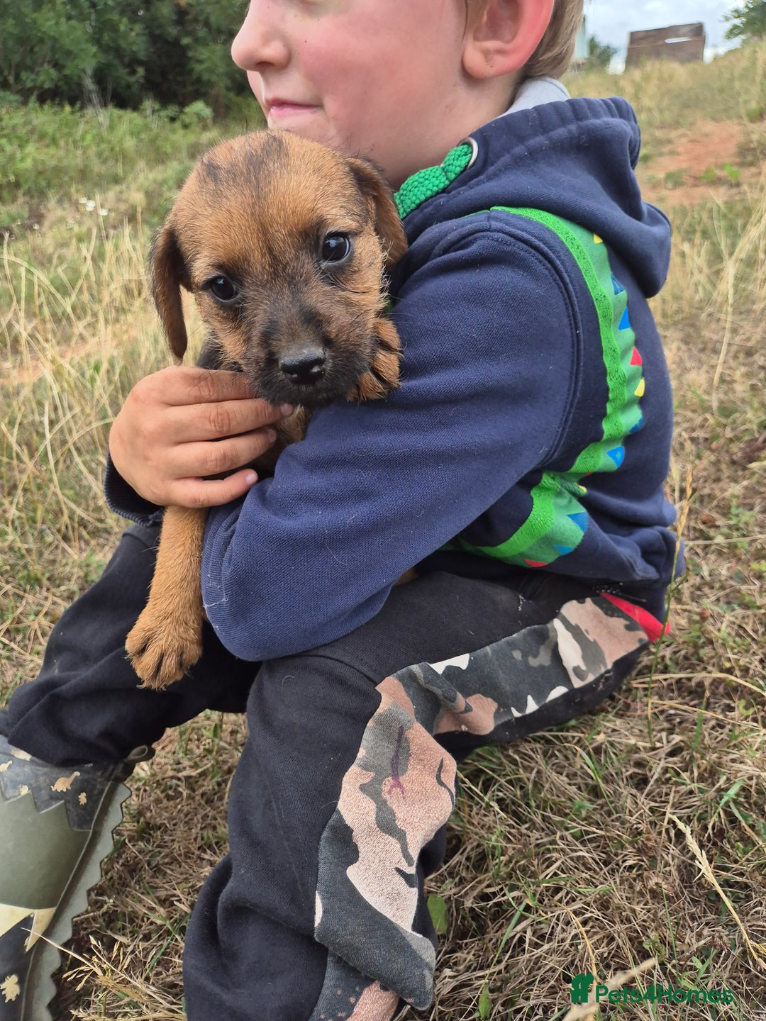 Mixed Breed dogs for sale: 6 stunning lakeland terrier cross pups  - Image 3