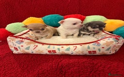 Chihuahua dogs for sale: Tiny apple head chihuahuas - Image 10