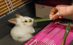 Mixed Breed rabbits for sale: All Female Gorgeous Lionhead/Lop/English rabbits. in Pewsey - Image 7