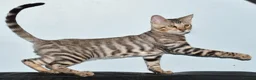 Toyger cats for sale: STUNNING WILD LOOKING TOYGER PEDIGREE CUBS - Advert 12