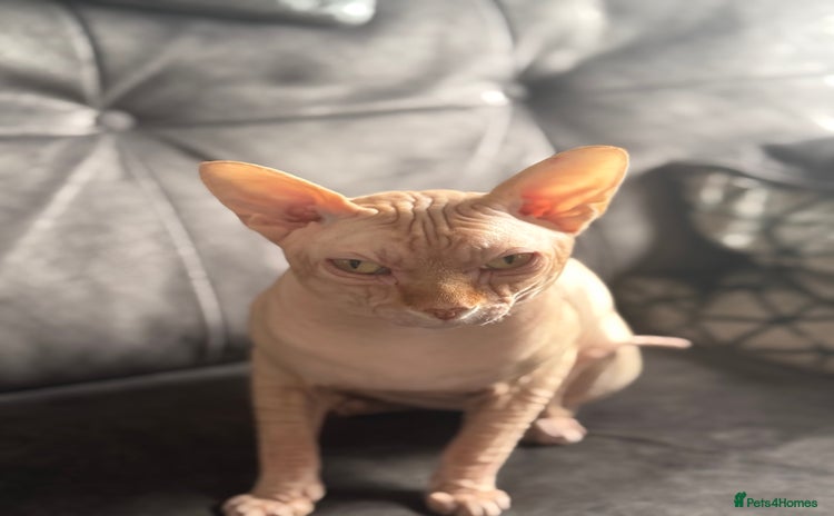 Sphynx cats - Advert 1