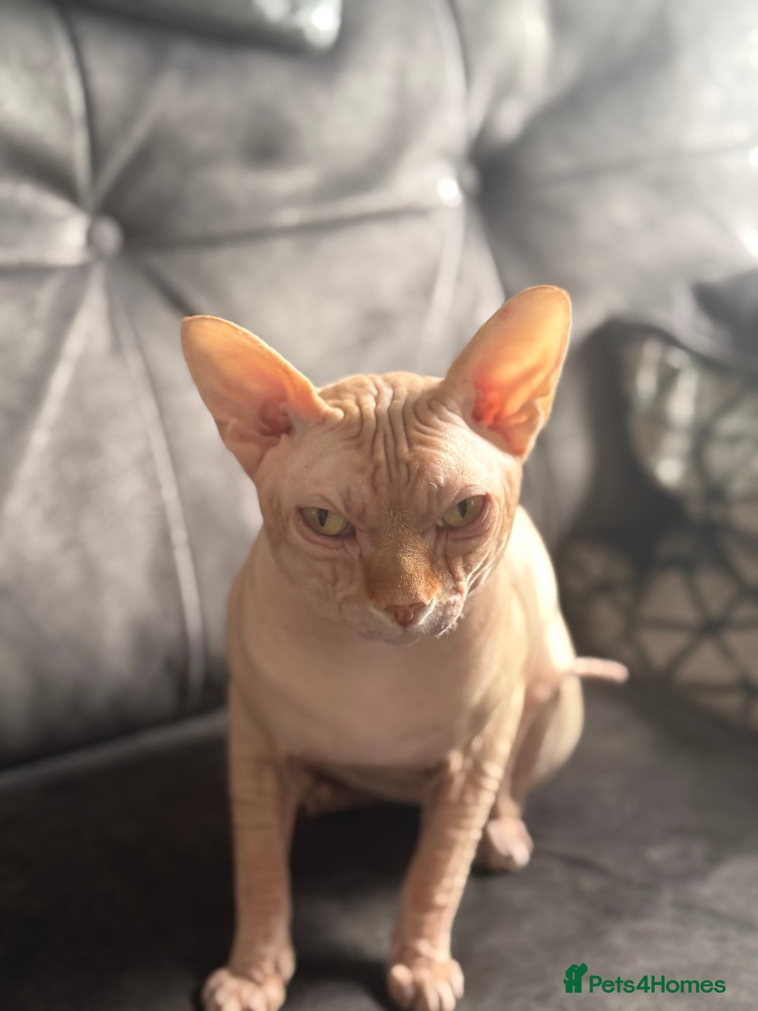 Sphynx cats for stud: Sphynx stud - Image 1
