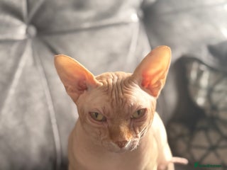 Sphynx cats - Advert 2