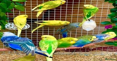 Budgerigars birds - Advert 3