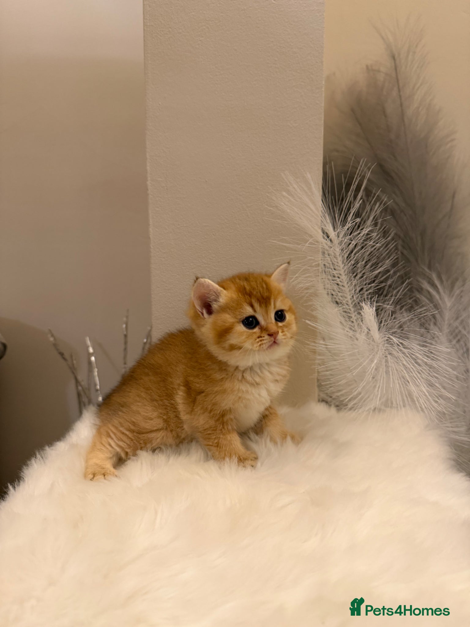 British Shorthair cats Golden & Silver BSH. 100% Pure pedigree Registered - Advert 2