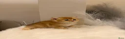 British Shorthair cats for sale: Golden & Silver BSH. 100% Pure pedigree Registered - Advert 4