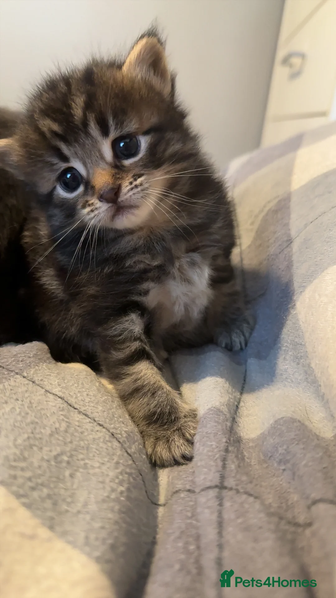 Mixed Breed cats for sale: BEAUTIFUL KITTEN.Maine coon/crossed  - Advert 8
