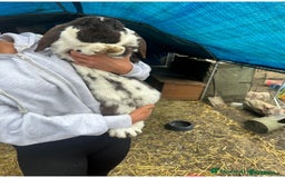 French Lop rabbits for sale: Last little girl looking for a forever home 💗 - Image 16